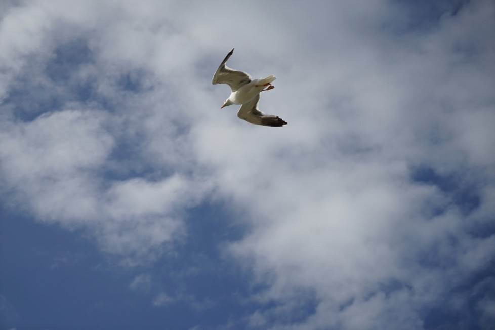 DSC01037.jpg