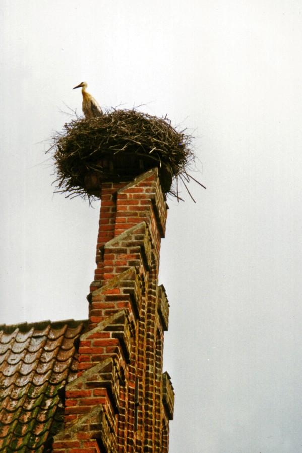 8-ribe.jpg